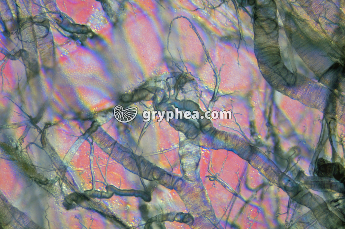 Trachées d'insecte x25 - gryphea.com